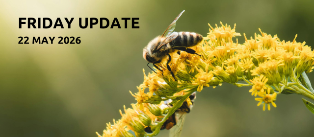 Friday Updates